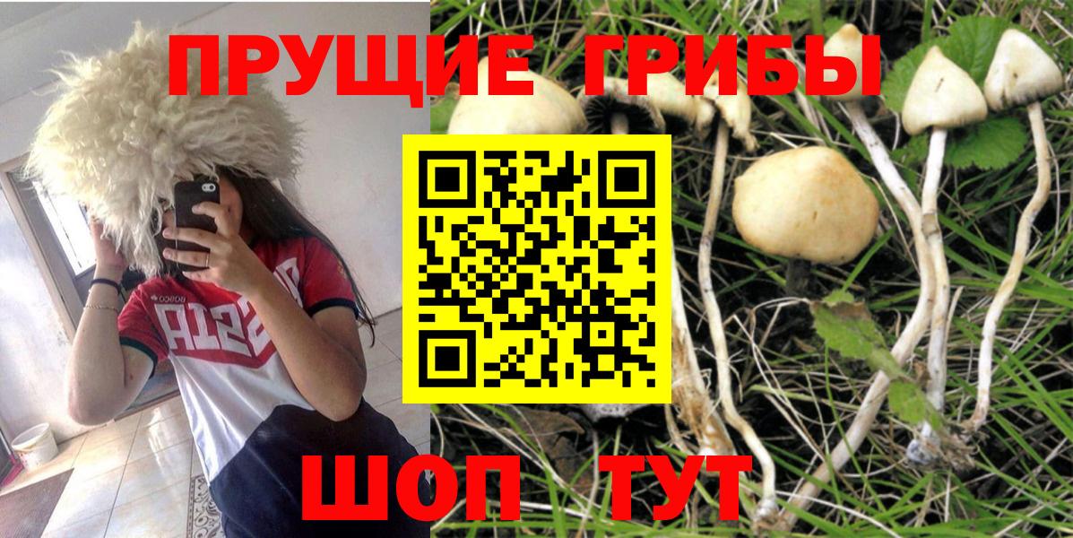 Галлюциногенные грибы Cubensis Дмитров